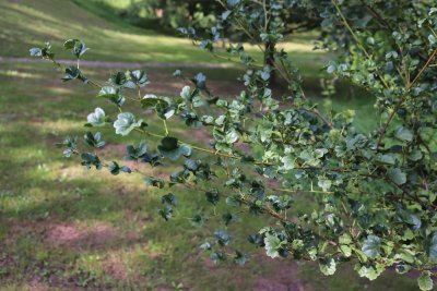 Alnus glutinosa 'Minutifolia' - větev